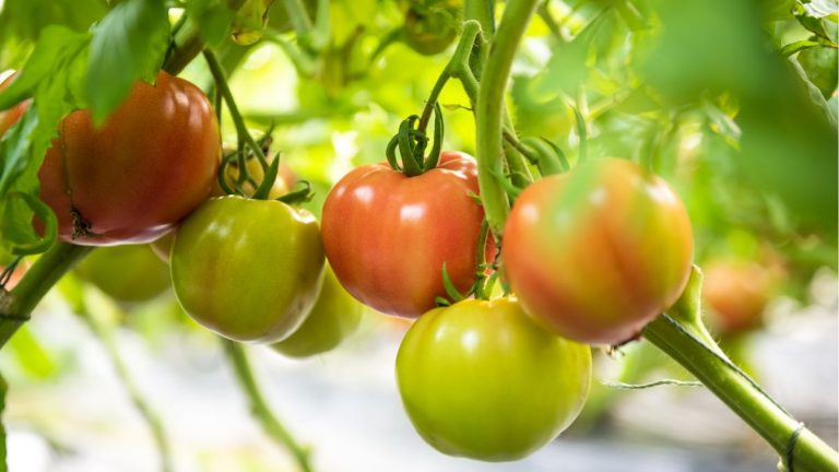 Les tomates ne deviennent pas rouges ? L'astuce de Monty Don permet de faire mûrir rapidement les tomates vertes récoltées