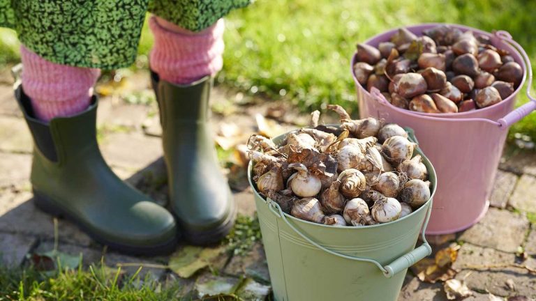 Erreurs de plantation de bulbes – 8 erreurs à éviter lors de la préparation de votre jardin printanier