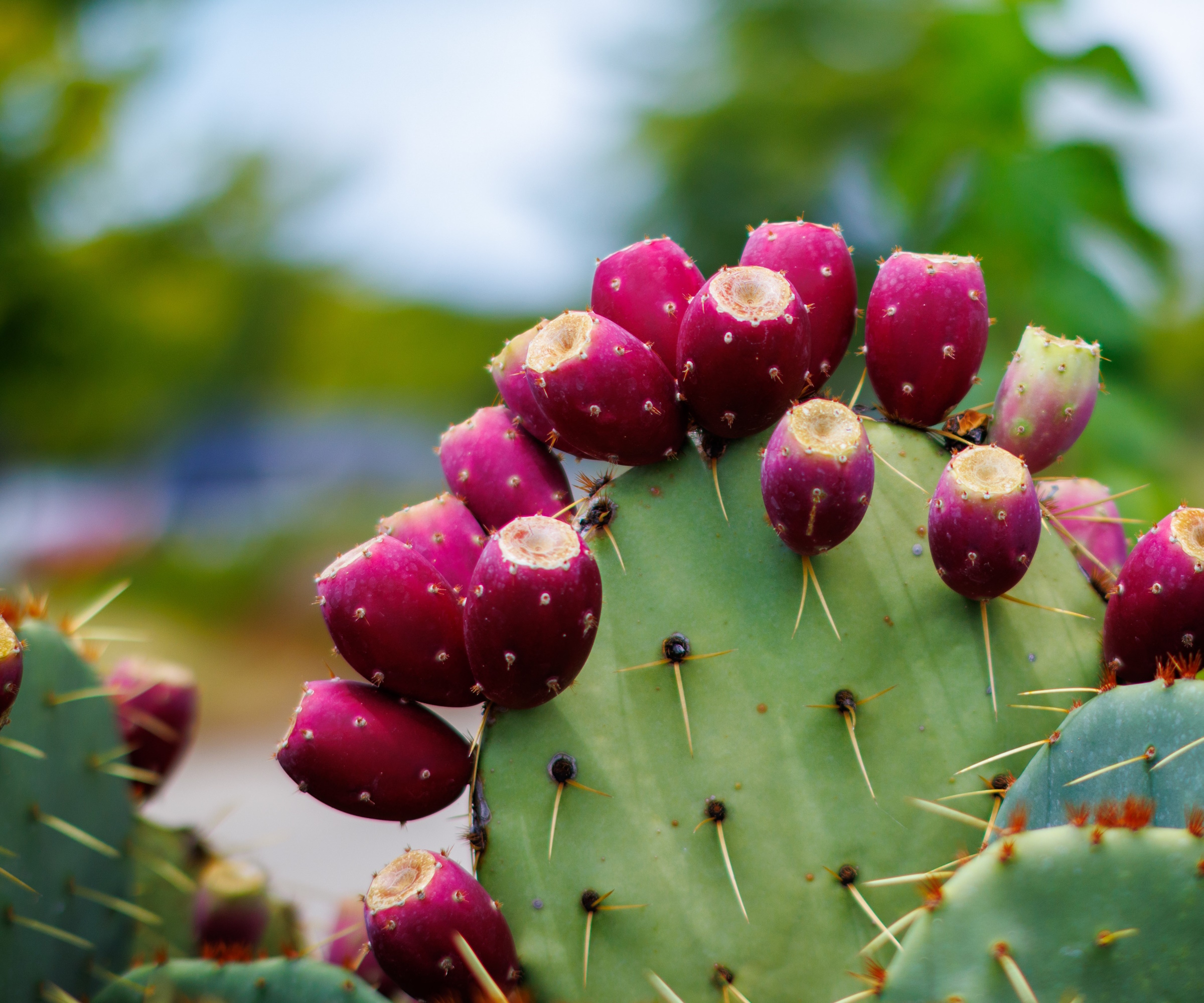 Comment faire pousser des figues de Barbarie – conseils d’experts pour ...