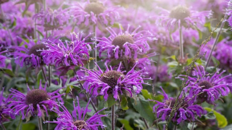 Les meilleures variétés de monarde – 10 types de monardes favorables aux pollinisateurs