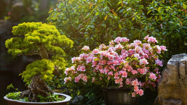 Comment faire pousser des camélias en pot – des arbustes robustes et persistants pour votre espace extérieur