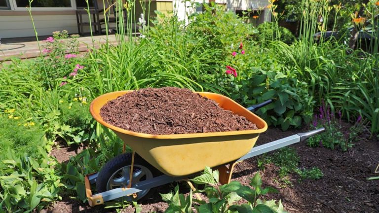 Le début de l'automne est une période idéale pour pailler pour la protection hivernale. Voici 7 plantes à pailler en septembre