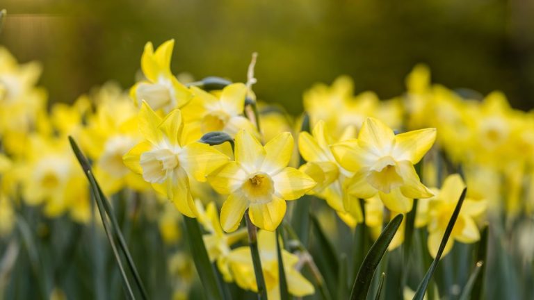 Les meilleurs bulbes parfumés à planter en automne – 5 recommandations d’experts pour des lasagnes de bulbes parfumées et colorées