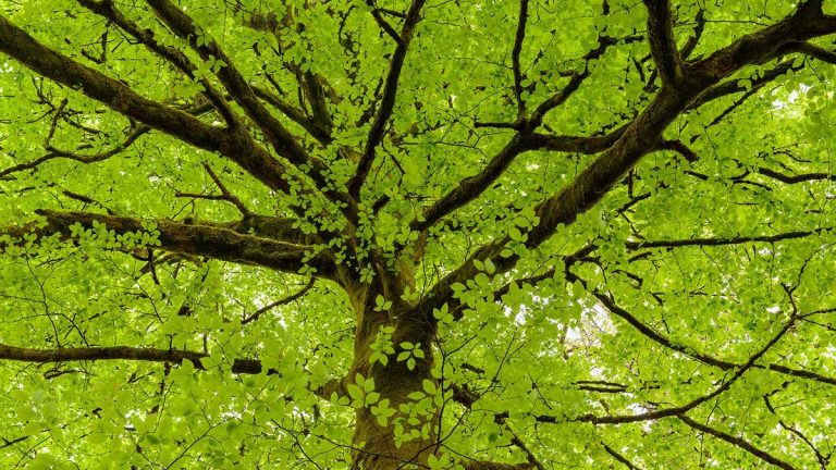 Comment fertiliser les arbres naturellement – ​​conseils d’experts pour favoriser une croissance vigoureuse