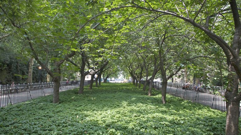 Comment faire pousser l’euphorbe japonaise – la plante couvre-sol à feuilles persistantes par excellence