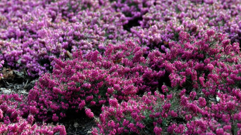 Arbustes à floraison hivernale pour l’ombre – 8 plantes pour animer les zones plus sombres de votre jardin par temps plus frais