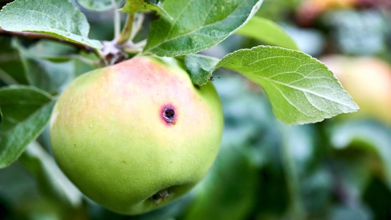 Des trous de vers dans vos pommes ? Découvrez comment identifier et traiter le carpocapse pour éviter de gâcher votre récolte de pommes