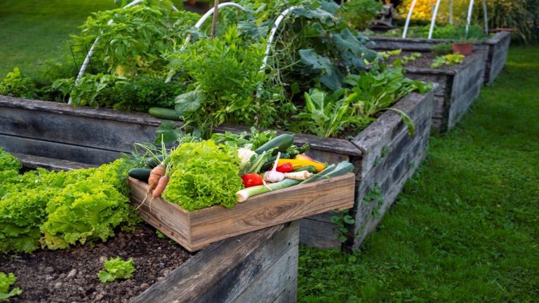 Plantes à ne jamais cultiver dans un lit surélevé – 5 variétés à éviter et celles à planter à la place