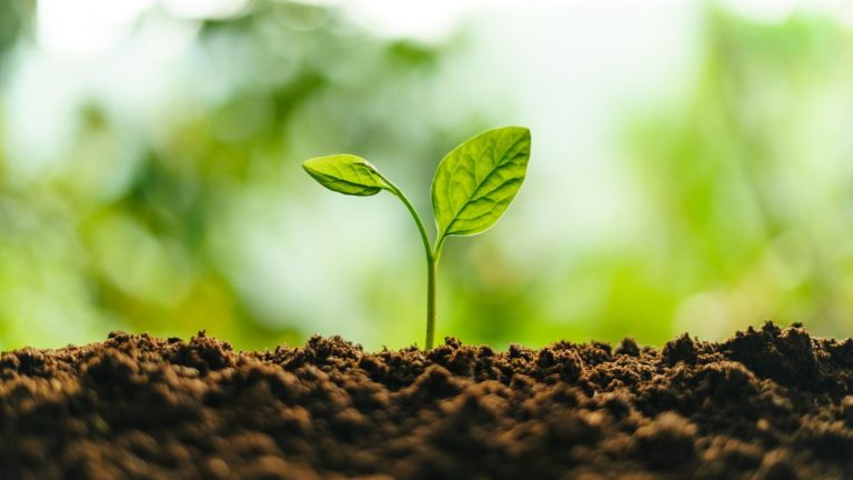 Vos plantes reçoivent-elles suffisamment d’azote ? Les experts expliquent pourquoi ce nutriment est essentiel à une croissance saine