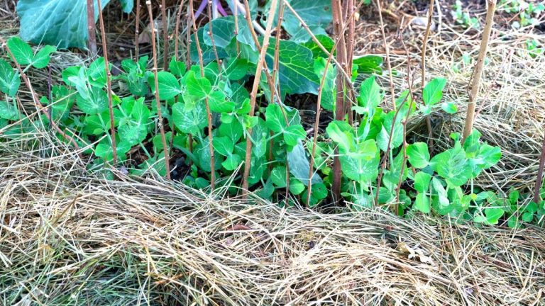 J'ai travaillé comme professionnel dans des jardins potagers à travers le Royaume-Uni – voici mes conseils pour choisir le meilleur paillis organique pour un potager