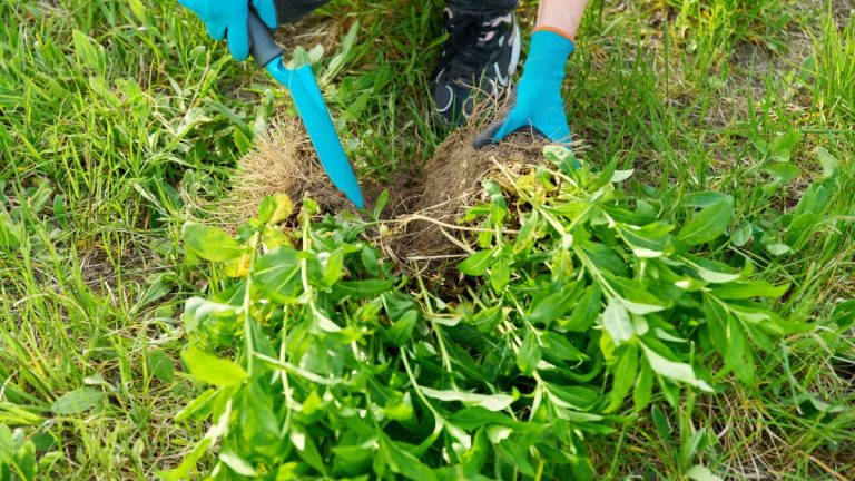 Septembre est le mois idéal pour diviser les plantes vivaces et revigorer les plantes plus anciennes – en voici 7 à diviser pour une meilleure floraison