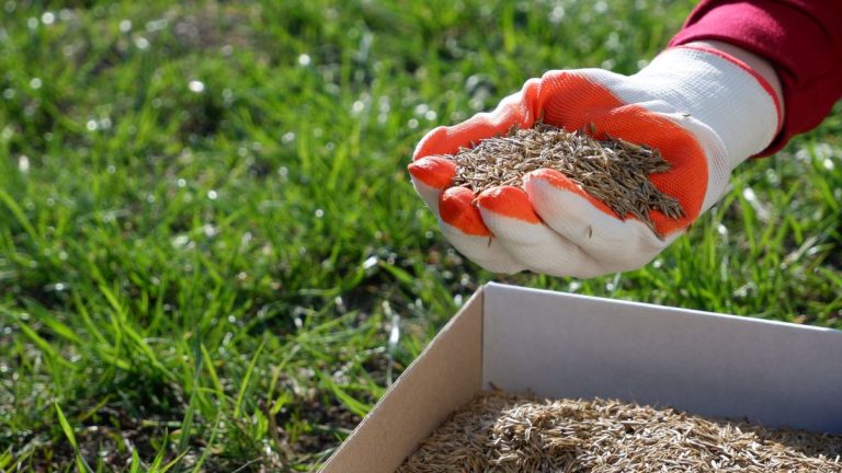 Il n’est pas trop tard pour planter des graines de gazon en septembre – les experts en pelouse révèlent que c’est le moment idéal pour semer des graminées