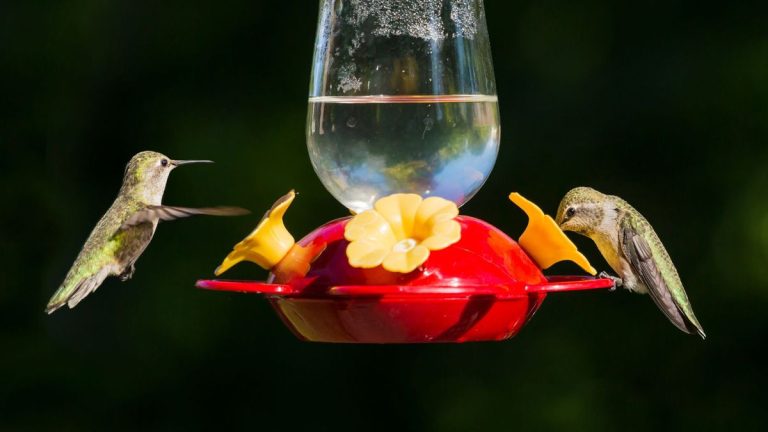 Quand dois-je démonter ma mangeoire à colibris ? 3 signes révélateurs qu'il est temps
