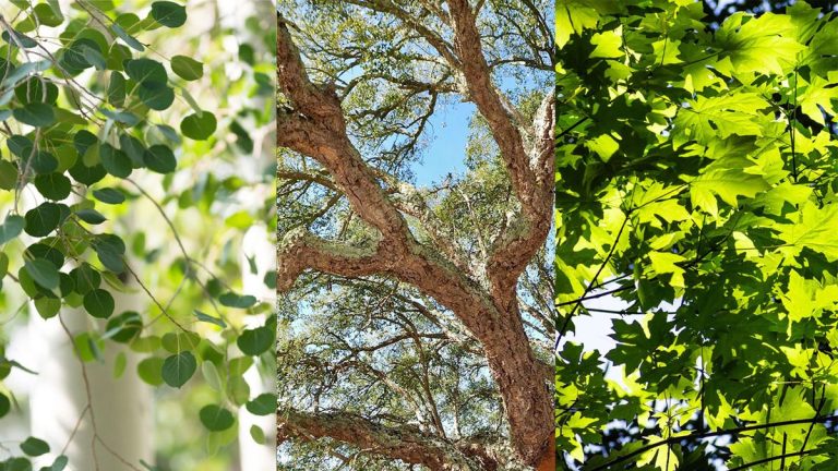 Les meilleurs arbres résistants au feu – 6 variétés qui fonctionnent pour un aménagement paysager anti-incendie