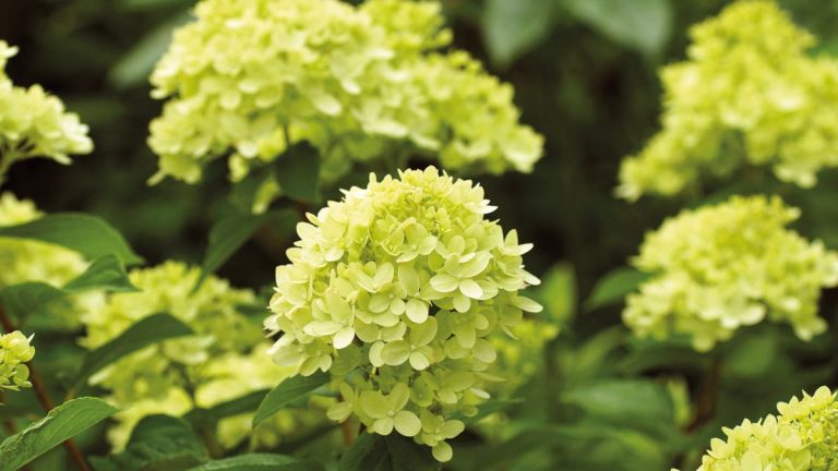 Quand tailler les hortensias paniculés – c’est le moment idéal pour tailler afin d’obtenir des arbustes sains et beaucoup de fleurs