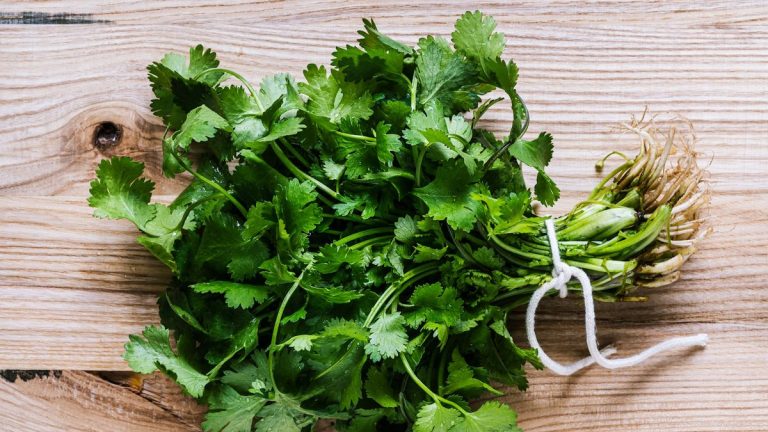Comment tailler la coriandre – pour favoriser sa croissance et profiter plus longtemps de cette herbe savoureuse