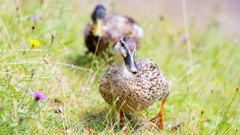 Comment élever des canards – et pourquoi ils pourraient bien être le meilleur moyen naturel de lutter contre les limaces Comment élever des canards – et pourquoi ils pourraient bien être le meilleur moyen naturel de lutter contre les limaces