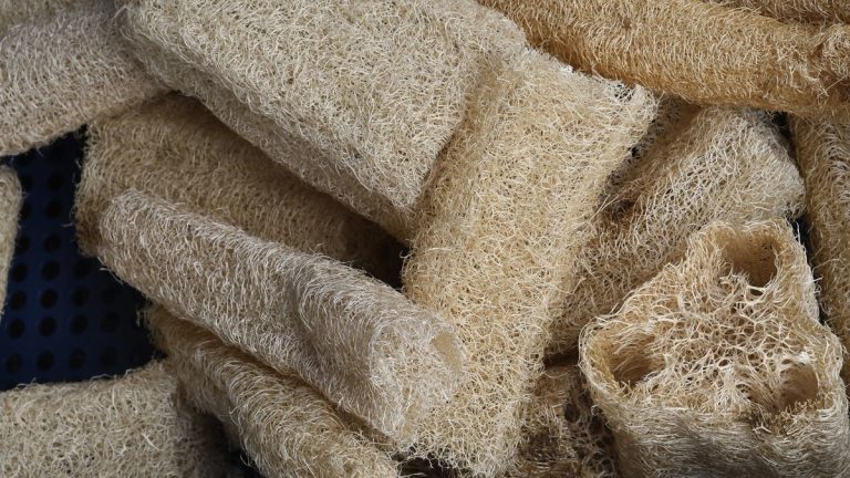 Quand récolter le luffa – et comment transformer les fruits pour les éponges maison Quand récolter le luffa – et comment transformer les fruits pour les éponges maison