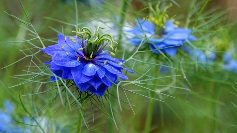 Comment faire pousser de la nigelle – pour des fleurs aux teintes uniques et aux capitules structurés Comment faire pousser de la nigelle – pour des fleurs aux teintes uniques et aux capitules structurés