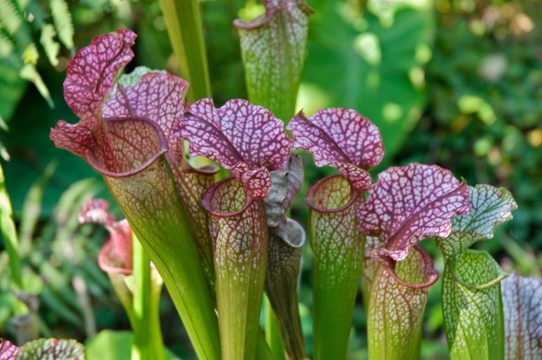 Plantes effrayantes – 12 variétés qui sauront vous émouvoir et vous effrayer pour Halloween et au-delà Plantes effrayantes – 12 variétés qui sauront vous émouvoir et vous effrayer pour Halloween et au-delà