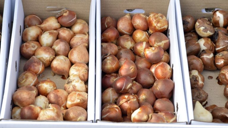Comment conserver les bulbes avant la plantation – 3 conseils d’experts pour les garder en parfait état Comment conserver les bulbes avant la plantation – 3 conseils d’experts pour les garder en parfait état