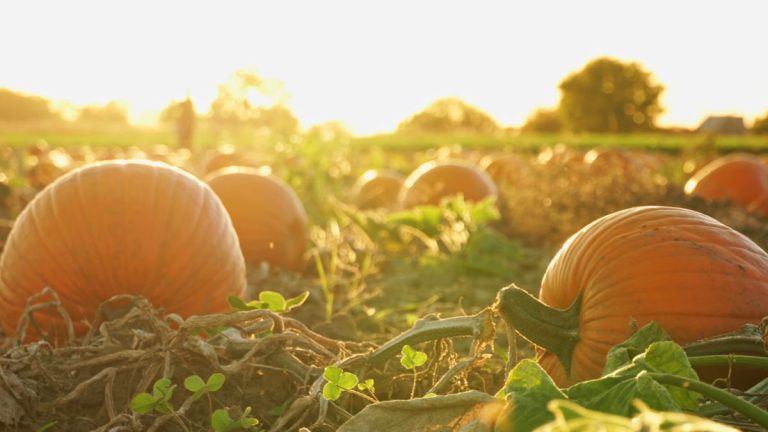 Quand et comment fertiliser les citrouilles – conseils d’experts pour des récoltes plus grandes et plus lumineuses Quand et comment fertiliser les citrouilles – conseils d’experts pour des récoltes plus grandes et plus lumineuses