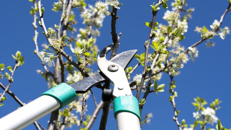 Quand ne jamais tailler les arbres – des arboristes professionnels révèlent les moments cruciaux de l’année où il faut éviter de les tailler Quand ne jamais tailler les arbres – des arboristes professionnels révèlent les moments cruciaux de l’année où il faut éviter de les tailler