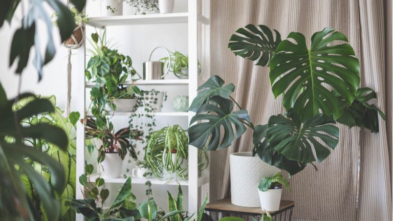 Plantes d’intérieur qui aiment être en pot – 8 plantes d’intérieur qui n’ont pas besoin d’être rempotées trop souvent Plantes d'intérieur qui aiment être en pot – 8 plantes d'intérieur qui n'ont pas besoin d'être rempotées trop souvent