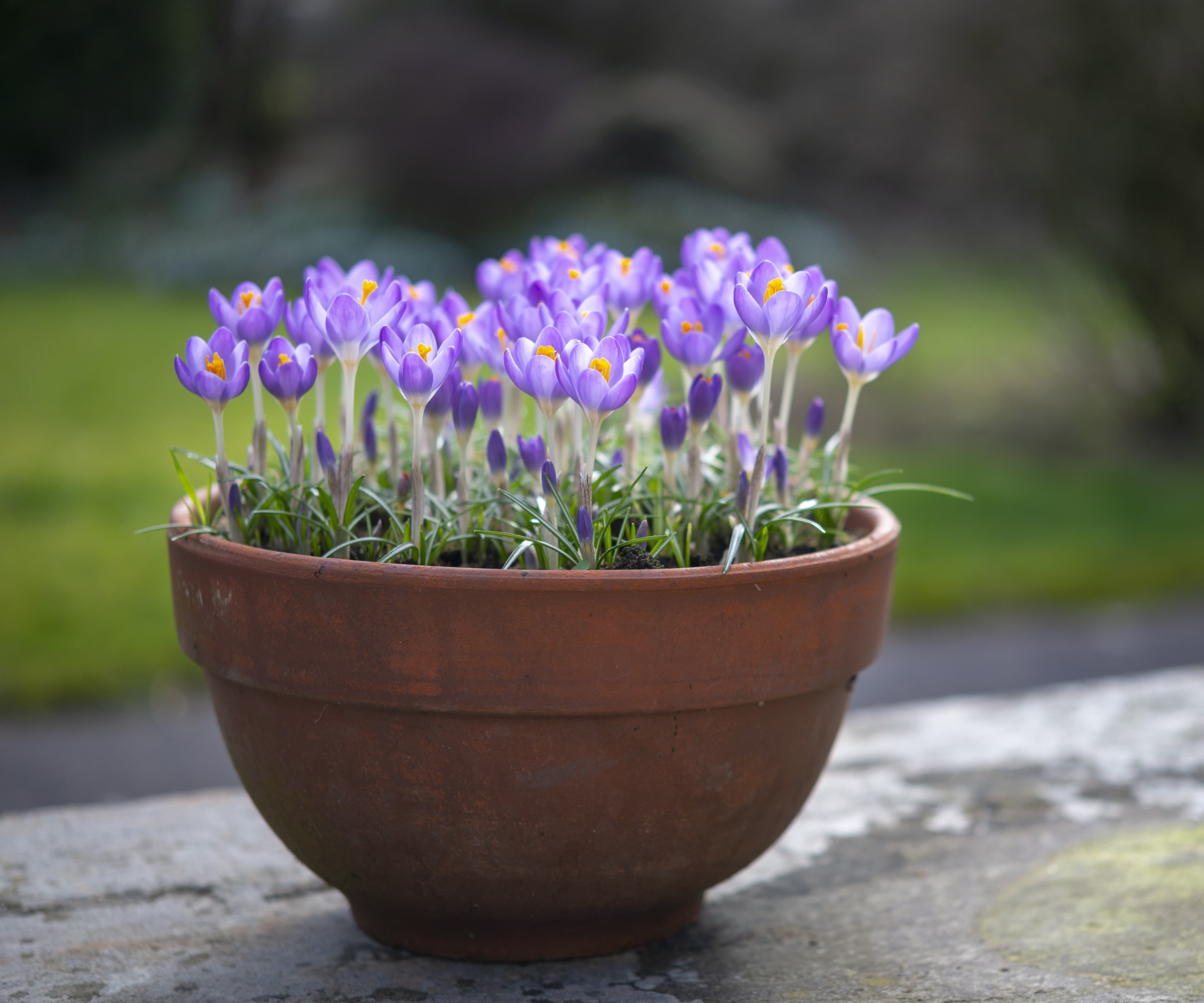 Des ampoules de crocus poussent dans un pot
