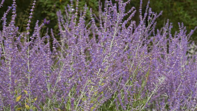 Comment faire pousser de la sauge russe – il y a beaucoup de choses à aimer dans cette belle plante vivace, tolérante à la sécheresse et peu exigeante Comment faire pousser de la sauge russe – il y a beaucoup de choses à aimer dans cette belle plante vivace, tolérante à la sécheresse et peu exigeante
