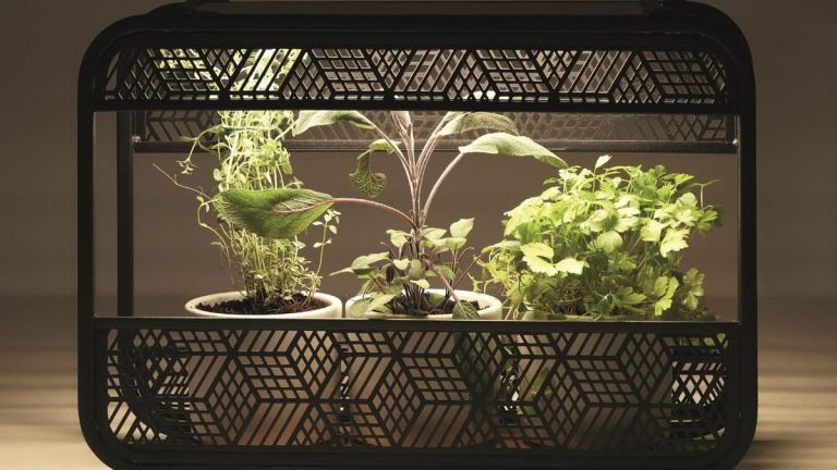 6 erreurs de culture qui pourraient endommager vos plantes – et que faire à la place 6 erreurs de culture qui pourraient endommager vos plantes – et que faire à la place