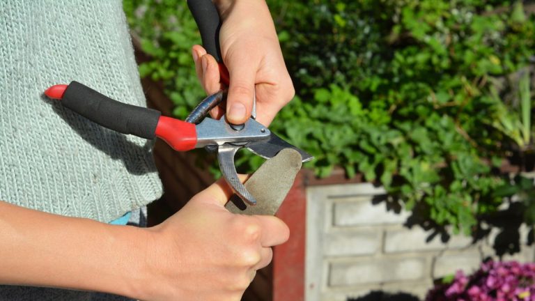 Comment affûter le sécateur – pour des coupes plus nettes lorsque vous prenez soin de vos plantes Comment affûter le sécateur – pour des coupes plus nettes lorsque vous prenez soin de vos plantes