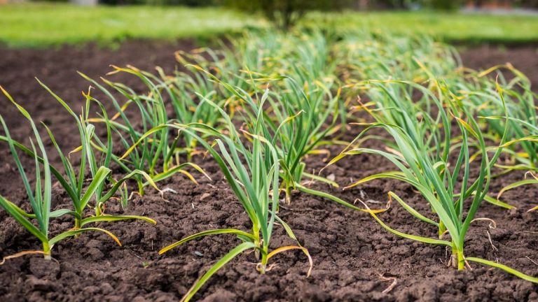 7 légumes à planter en octobre – et conseils de professionnels pour réussir leur culture 7 légumes à planter en octobre – et conseils de professionnels pour réussir leur culture