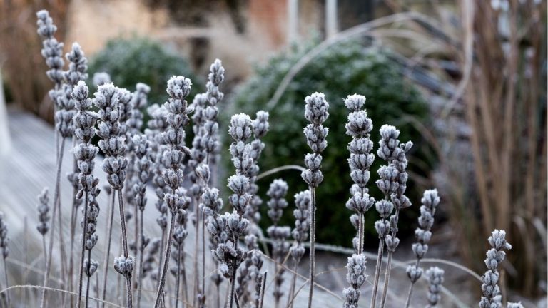 Tendances des jardins d’hiver – 5 façons de rehausser votre jardin pour la saison la plus froide Tendances des jardins d'hiver – 5 façons de rehausser votre jardin pour la saison la plus froide
