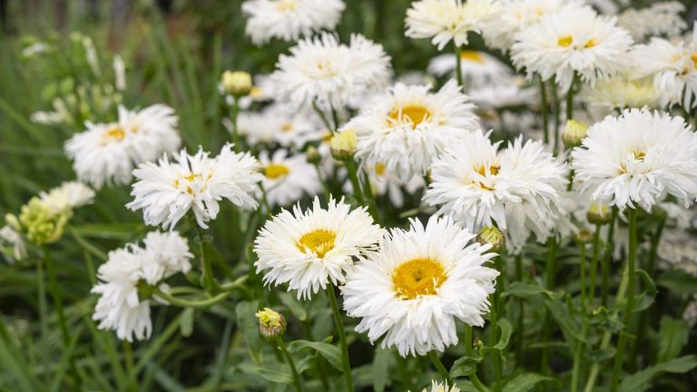 Meilleures marguerites Shasta – 10 variétés de ces plantes vivaces joyeuses et robustes Meilleures marguerites Shasta – 10 variétés de ces plantes vivaces joyeuses et robustes