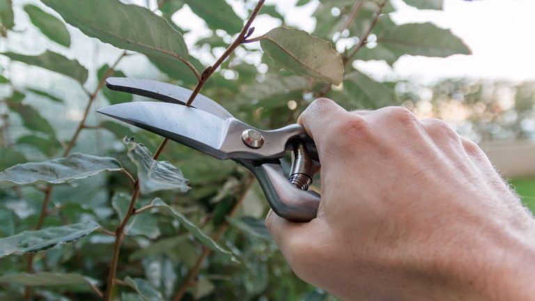 7 plantes à ne jamais tailler en octobre – et pourquoi le début de l’automne est une période risquée pour les tailler 7 plantes à ne jamais tailler en octobre – et pourquoi le début de l'automne est une période risquée pour les tailler