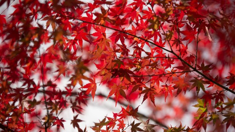 Arbres aux feuilles rouges – 9 variétés pour des couleurs époustouflantes, même en hiver Arbres aux feuilles rouges – 9 variétés pour des couleurs époustouflantes, même en hiver