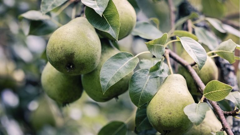 Comment faire fructifier un poirier – 3 conseils d’experts pour une récolte plus importante et plus juteuse Comment faire fructifier un poirier – 3 conseils d’experts pour une récolte plus importante et plus juteuse