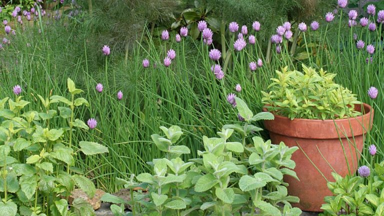7 herbes à diviser en octobre pour maintenir la productivité des plantes – et obtenez-en de nouvelles gratuitement 7 herbes à diviser en octobre pour maintenir la productivité des plantes – et obtenez-en de nouvelles gratuitement