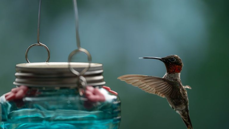 Les carillons éoliens pour mangeoires à colibris sont une belle façon d’attirer les oiseaux indigènes dans votre jardin – et je viens de trouver les meilleures offres sur Amazon. Les carillons éoliens pour mangeoires à colibris sont une belle façon d'attirer les oiseaux indigènes dans votre jardin – et je viens de trouver les meilleures offres sur Amazon.