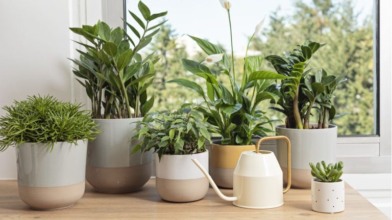 Plantes d’intérieur que vous n’avez pas besoin de fertiliser souvent – 5 qui n’ont presque jamais besoin d’être fertilisées Plantes d’intérieur que vous n’avez pas besoin de fertiliser souvent – 5 qui n’ont presque jamais besoin d’être fertilisées