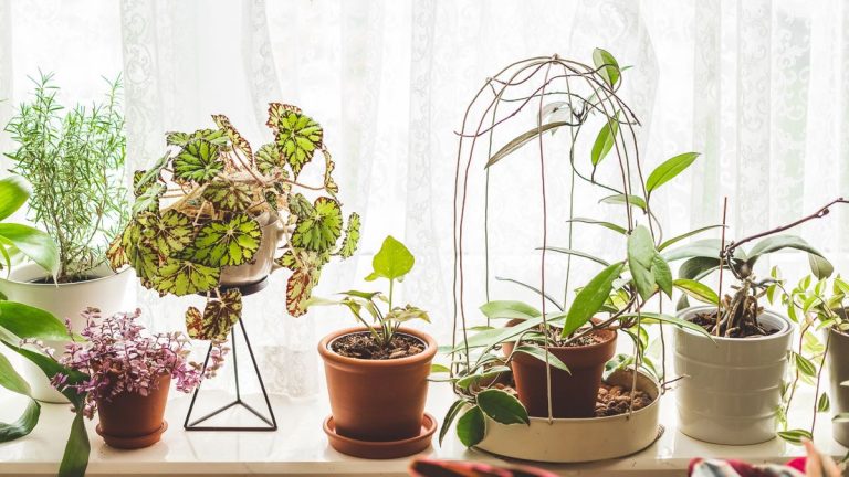 Comment et quand utiliser un treillis pour plantes d’intérieur – pour soutenir les plantes grimpantes d’intérieur Comment et quand utiliser un treillis pour plantes d’intérieur – pour soutenir les plantes grimpantes d’intérieur