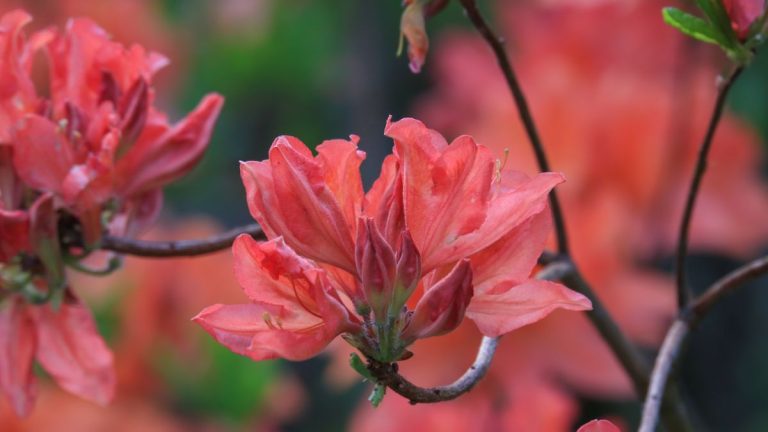 Que faire des rhododendrons et des azalées à l’automne – conseils d’experts pour préparer vos arbustes aux mois les plus froids Que faire des rhododendrons et des azalées à l’automne – conseils d’experts pour préparer vos arbustes aux mois les plus froids