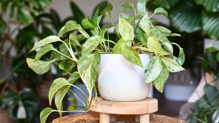 Meilleures variétés de pothos – 7 choix pour une plante d’intérieur retombante unique Meilleures variétés de pothos – 7 choix pour une plante d’intérieur retombante unique