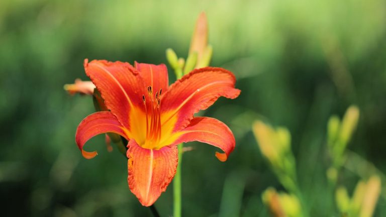Comment diviser les hémérocalles – conseils d’experts en matière de propagation pour ces fleurs vigoureuses et colorées Comment diviser les hémérocalles – conseils d'experts en matière de propagation pour ces fleurs vigoureuses et colorées