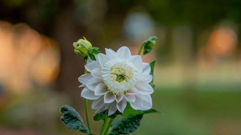 Un tout nouvel hybride de dahlia découvert dans une ferme florale de Washington Un tout nouvel hybride de dahlia découvert dans une ferme florale de Washington