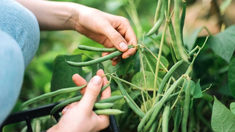 Quand récolter les haricots nains – et comment les cueillir à leur apogée pour leur texture et leur goût Quand récolter les haricots nains – et comment les cueillir à leur apogée pour leur texture et leur goût