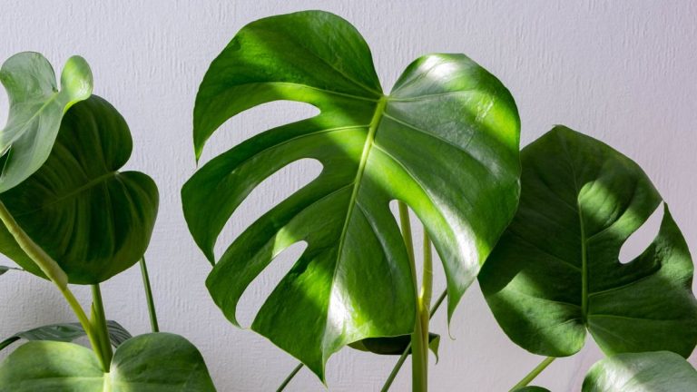 Comment faire votre propre terreau pour monstera – une recette recommandée par des experts Comment faire votre propre terreau pour monstera – une recette recommandée par des experts
