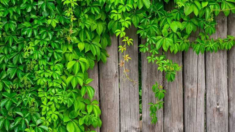 Idées de clôtures végétales – 5 façons de donner vie aux limites de votre cour Idées de clôtures végétales – 5 façons de donner vie aux limites de votre cour