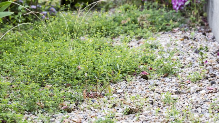 Comment tuer les mauvaises herbes à l’automne – et les empêcher de revenir dans votre jardin l’année prochaine Comment tuer les mauvaises herbes à l’automne – et les empêcher de revenir dans votre jardin l’année prochaine